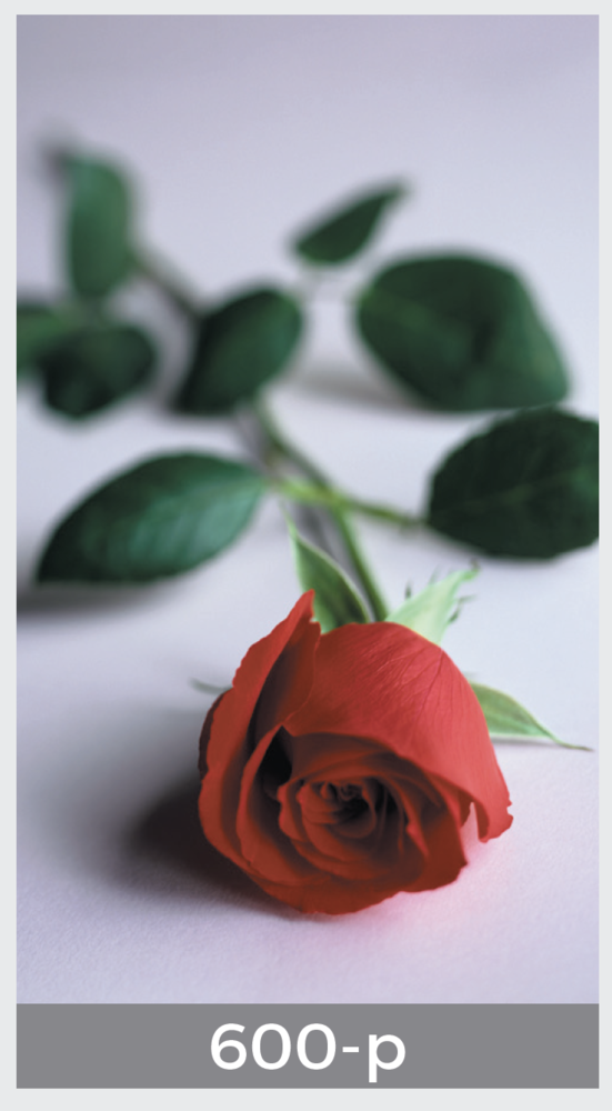 single rose prayer card