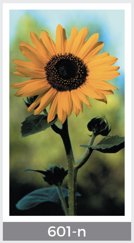 sunflower prayer card