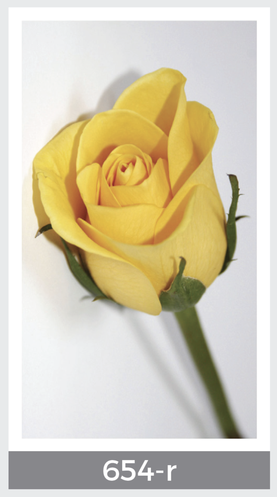 yellow rose prayer card