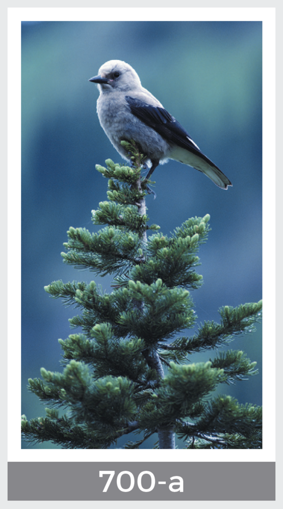 bird on winter tree prayer card
